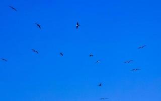 Fregat birds flock fly blue sky background Puerto Escondido Mexico. photo