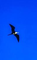 Fregat birds flock fly blue sky background Puerto Escondido Mexico. photo