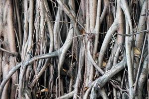 Banyan hanging root is a type of root that grows from the branches of the banyan tree that extends down to touch the ground. photo