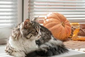 gato gris esponjoso se sienta en la ventana entre calabazas y hojas de otoño foto