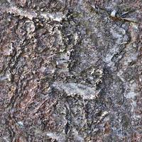 High resolution photo realistic seamless texture pattern of tree bark
