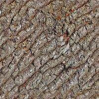 High resolution photo realistic seamless texture pattern of tree bark