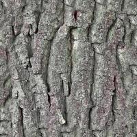 High resolution photo realistic seamless texture pattern of tree bark