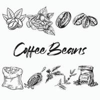 coffee beans Line art design. beans sketch style Coffee set.  Illustrations in vintage style. vector