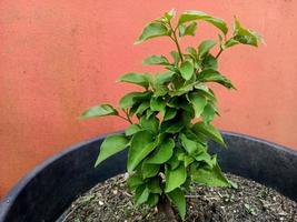 plantas verdes de la naturaleza foto