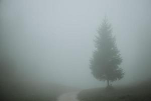 Lonely coniferous tree standing on horizon aside of gravel road leading through green meadows during the rainy foggy morning in Julian Alps of Slovenia photo