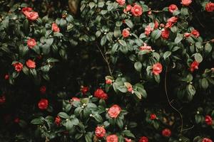 The detail of the pattern of the bush of camellia with red blossoms and dark green leaves in the London park photo