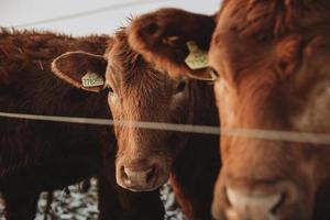 Brown furry Cow hidden behind the ear of another cow, both are staring straight to the camera behind the fence photo