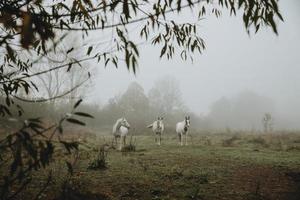 la manada de tres caballos blancos se para en el prado durante la mañana nublada de otoño con una ramita del árbol en primer plano con sentimiento nórdico foto