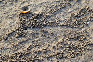 Travel to island Koh Chang, Thailand. The crabs and seashell on the beach. photo