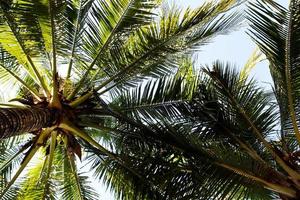 The view on the coconut palm trees on a background of a blue sky. Bangkok, Thailand. photo