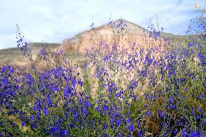 Travel to Cappadocia, Turkey. Beautiful purple flowers near to mountains. photo