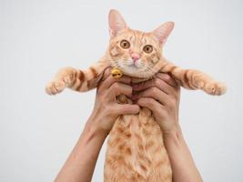 mano sosteniendo lindo gato doméstico color naranja mirando a la cámara sobre fondo blanco foto