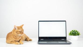 Orange cat laying on the table with laptop white screen photo