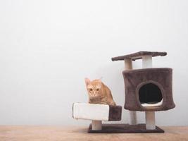 Orange cat sitting in cat condo relax on white wall background photo