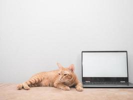 lindo gato color naranja tendido con pantalla blanca de computadora portátil en el fondo de la pared blanca del sofá foto