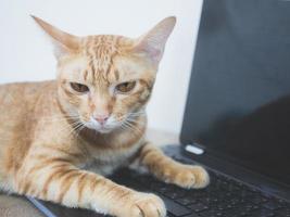 lindo gato yacía relajarse en la computadora portátil con teclado en la casa foto