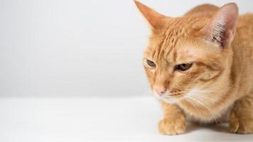 Close up face of orange cat sitting on the table white background copy space photo