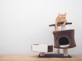 Cute cat orange color laying on cat condo looking at camera at white background photo