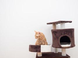 Orange cat sit on cat condo look at left side copy space white background isolated photo