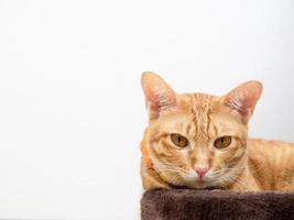 Cute orange cat looking at camera on white isolated background copy space photo