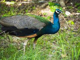 hermoso pavo real en natural con fondo de jardín foto