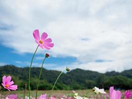 Cosmos flower pink color in the flower field with mountain view background blue sky landscape photo