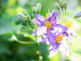 Closeup beautiful purple flowers with the blur green nature background and sunlight bright floral photo