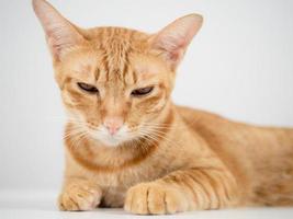 Domestic cat laying on the table feeling sleepy photo