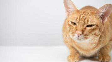 Cute cat sitting on the table white background photo