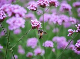 cerrar abeja en flor rosa en la naturaleza foto