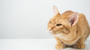 Orange cat laying and looking at copy space white background photo