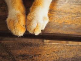 pata de gato en madera, pata de gato de primer plano sobre fondo de madera. pie de gato, pata de gato vintage foto