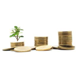 Gold coins array and group growing up with small tree green leaf on white isolated business economic concept