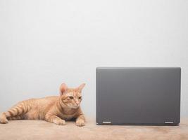 Cute cat lay on sofa and looking at laptop white wall background photo