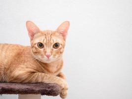 Cute cat orange color on cat tree look at camera big eyes on white isolated background space