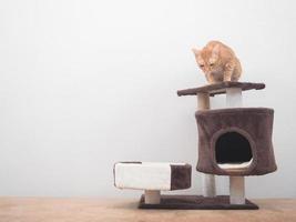 Orange cat sitting on head of cat condo looking at camera in the house at white wall background photo