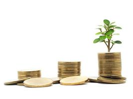Gold coins group and array gold coins growing up with small tree green leaf on white isolated business economic concept photo