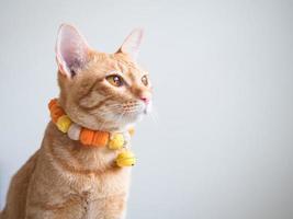 Orange cat with bell on white isolated background,Cute cat with bell at neck only head single photo