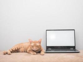 el gato yacía con la pantalla blanca de la computadora portátil sintiendo sueño en el fondo de la pared blanca del sofá en casa foto