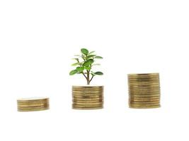 monedas de oro que crecen con hojas verdes de árboles pequeños en el concepto económico de negocios aislado blanco foto