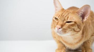 Close up face cat laying and looking at copy space white background photo