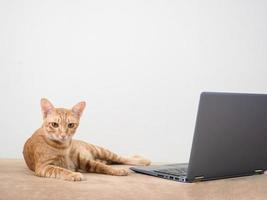 el gato naranja yacía en el sofá con una laptop mirando el fondo blanco de la cámara, trabaja desde casa con el concepto de gato foto