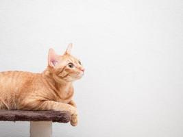 Cat orange color lay on cat condo look at right side copy space white background photo