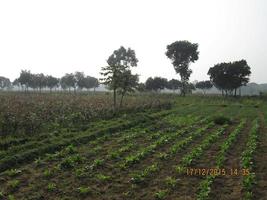 The Road in the Village photo