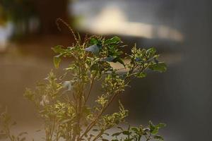 Sunrays Throught Plants In Outdoor Gardens In Karachi Pakistan 2022 photo