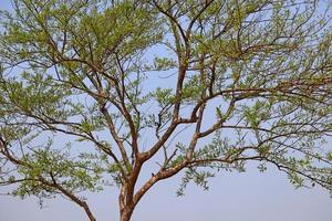 The texture of leaves, Trees branches view with clear sky. Beautiful topical fresh view, nature background or texture photo