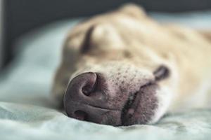 A close up picture of a dog's nose, sleeping on a bed. photo