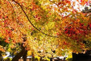 Close up Of Maple Tree leaves During Autumn with color change on leaf in orange yellow and red, falling natural background texture autumn concept photo