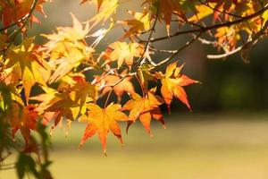 Close up Of Maple Tree leaves During Autumn with color change on leaf in orange yellow and red, falling natural background texture autumn concept photo